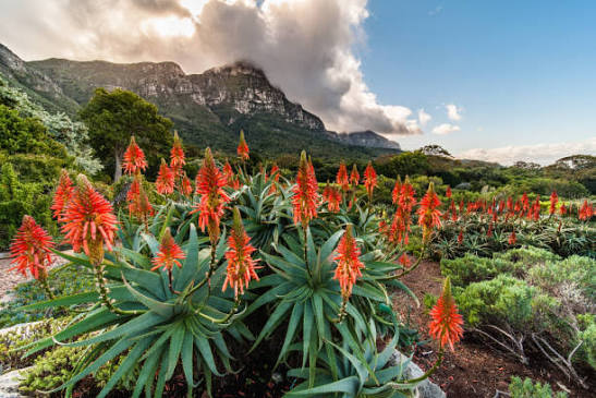 Aloe blooms with mountains in the background, Western Cape
