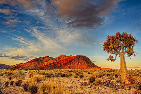 Quiver tree in a semi-arid South African landscape at sunset
