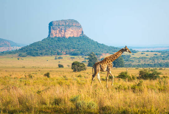 South African savanna landscape