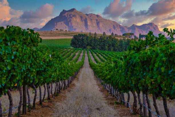 Vineyard rows leading toward Cape mountains at sunset