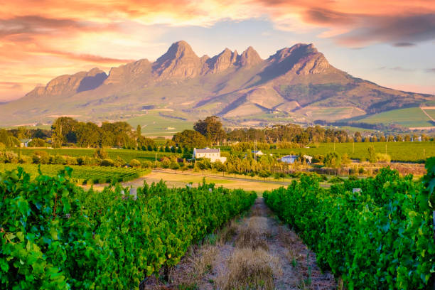 Vineyard rows beneath dramatic Cape mountains at sunset